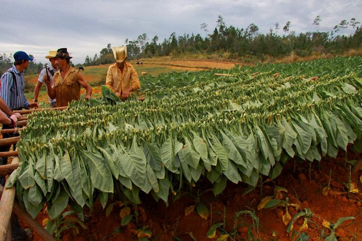 climate change tobacco has a Tremendous Impact on the Environment, and our Health. How can you break free? See The Air What Effect is Climate Change