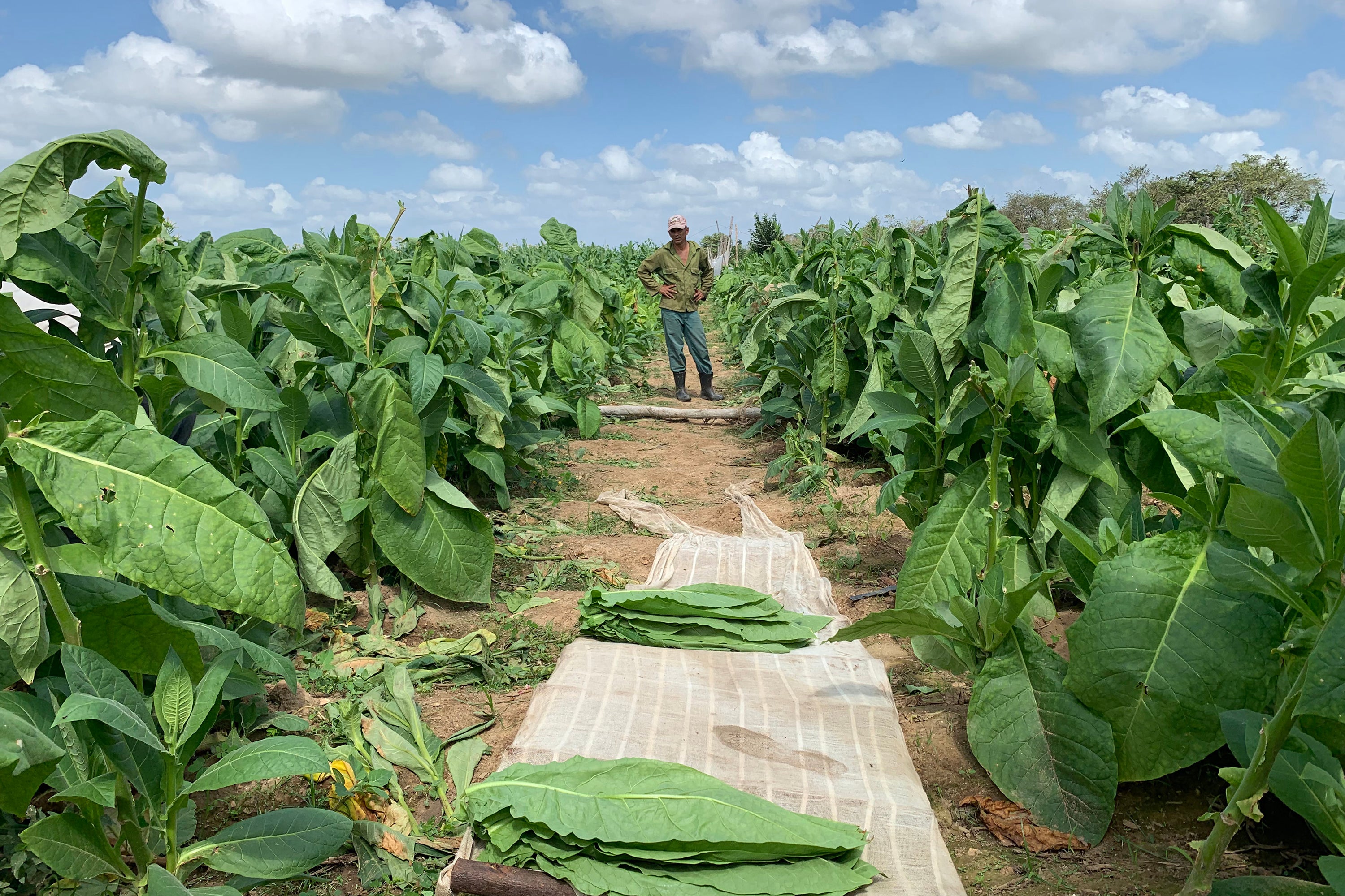 mena tobacco Hoyo de Mena Tobacco Farm mena tobacco Hoyo de Mena Tobacco Farm