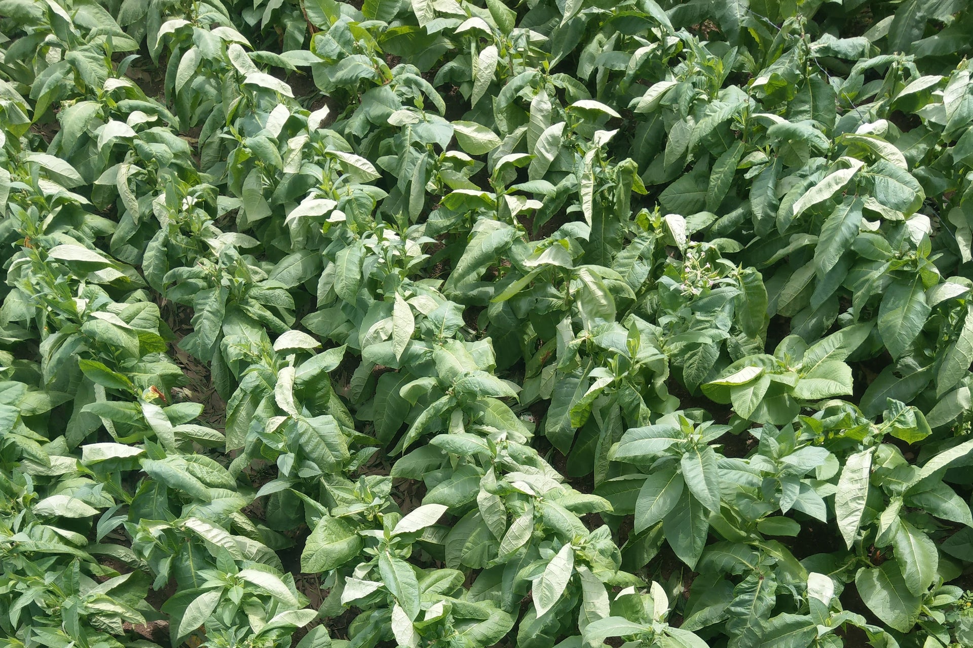 tobacco leaf types Ligero, Seco, Volado: The Three Types of Tobacco Leaves – EGM Cigars